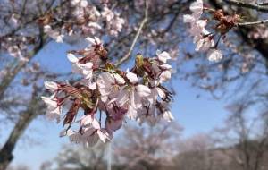 桜 - ゆずね 
