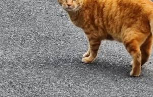 散歩中みかけたねこ - るり 