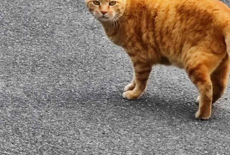 散歩中みかけたねこ - るり 