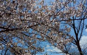 三神峯公園の桜 - 軍曹 