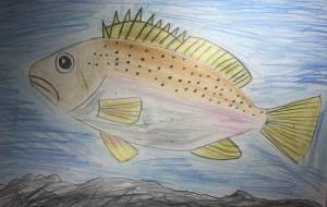 幻の魚ウグイスゴマダラハタ - 海牛ひろんぱ