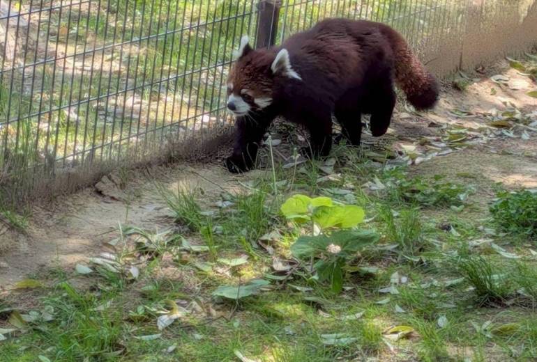 レッサーパンダ