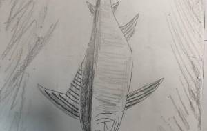 カジキ釣り - 海牛ひろんぱ 