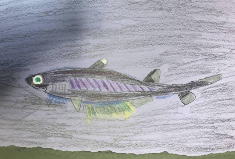 ヒレタカフジクジラ　