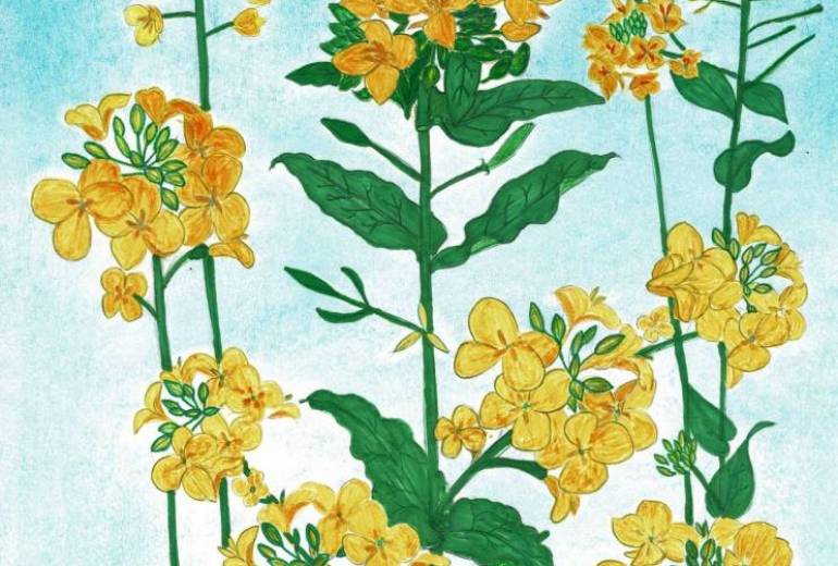 菜の花
