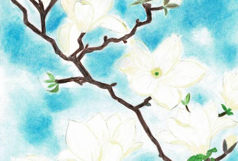 青い空と白木蓮の花