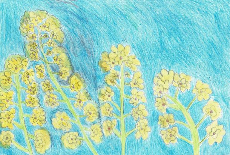 菜の花