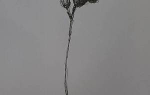 母菜(花)ボールペン画 - 真鍋哲地