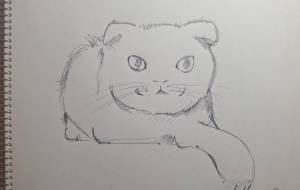 スコティッシュホールド - 葉 