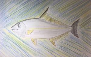 ヒレナガカンパチの魚突猛進 - 海牛ひろんぱ