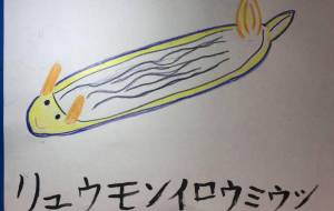リュウモンイロウミウシ - 海牛ひろんぱ 