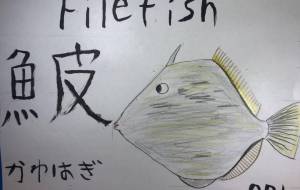魚ファイル001カワハギ - 海牛ひろんぱ 