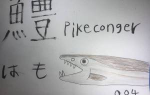 魚ファイル004ハモ - 海牛ひろんぱ