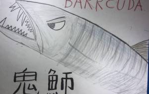 オニカマス　barracuda - 海牛ひろんぱ 