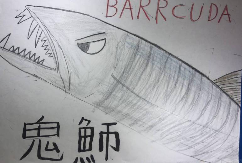 オニカマス　barracuda