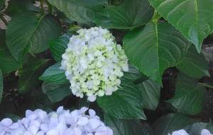 ちゃんとみててね - 命(みこと) 