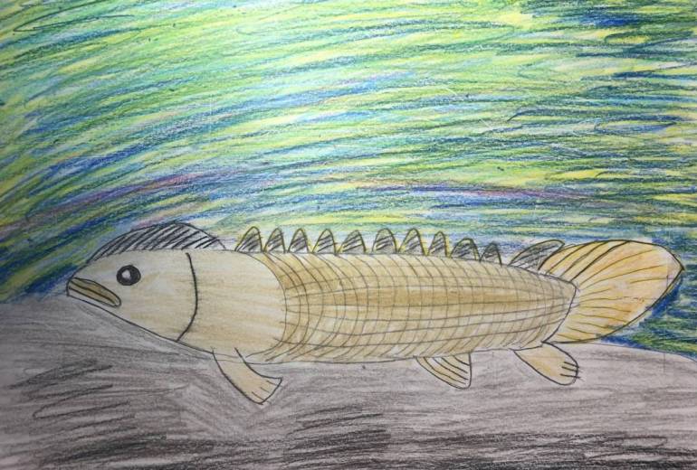 古代魚ポリプテルスの休息