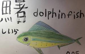 魚ファイル005シイラ - 海牛ひろんぱ
