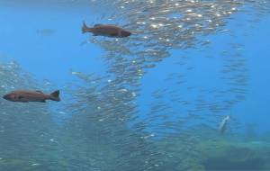 うみの杜水族館 - 軍曹 