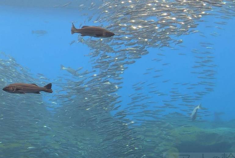 うみの杜水族館