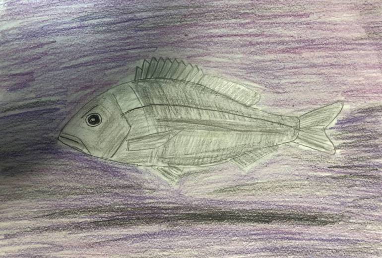 クロダイと紫の海