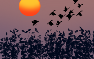 Flying Birds - Yuri 
