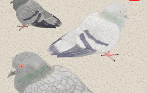 鳩の暑中お見舞い - 島津康雄 