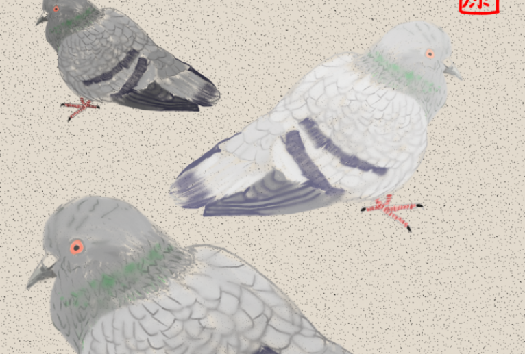 鳩の暑中お見舞い - 島津康雄 