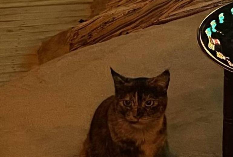 taro