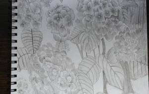 紫陽花の花 - ホワイトエンジェル