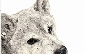 柴犬 - 山田貴裕 