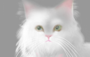 可愛い猫 - 相田朋子 