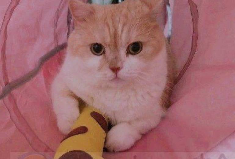 チョコにゃん
