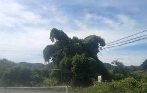 バス停、田舎！、蝉の声 - 真鍋哲地 