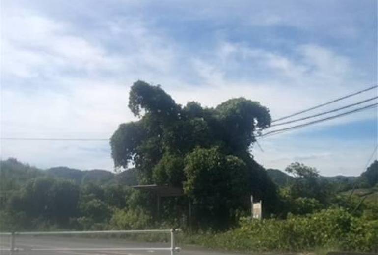 バス停、田舎！、蝉の声