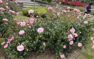 薔薇園 - 笹谷正博 