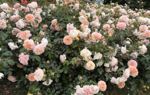 薔薇園 - 笹谷正博 