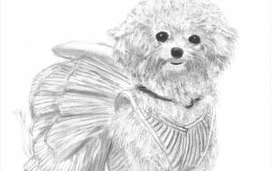 愛犬ミミ - アトリエゆるりと色のこな 
