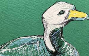 湖でキレイに泳いでいる鳥 - ミズノイヨ 