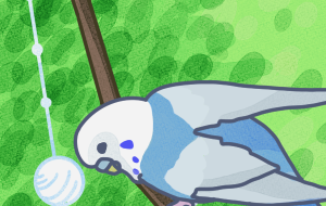 クリスタルで遊ぶのが好きなインコ - ぴよのことり