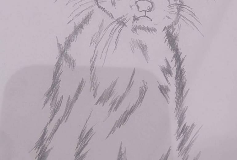 可愛い猫