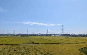 稲穂が実る田園風景 - 軍曹