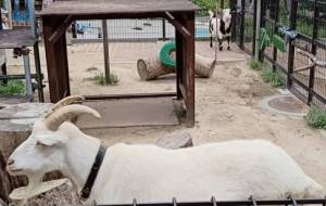 動物園 - ブレーメン 