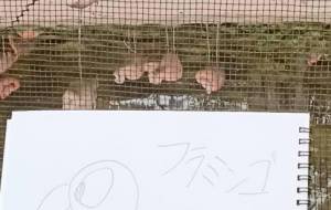 動物園 - ブレーメン 