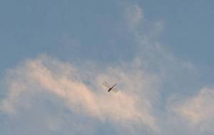 夕空を飛ぶ赤とんぼ - 軍曹 