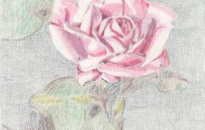 バラの花 - いちごめがね 